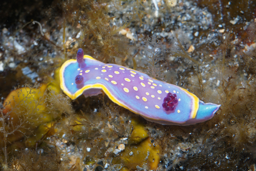 Felimida luteorosea
