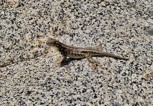 iNaturalist observation photo of Common Sagebrush Lizard