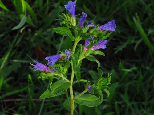 Lax Viper's-bugloss