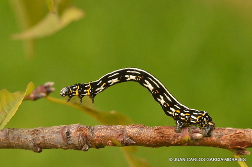 Acronyctodes mexicanaria