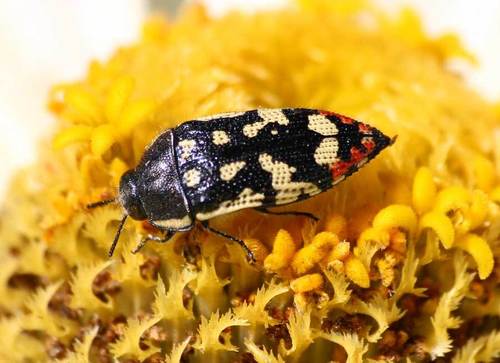 Acmaeodera opacula