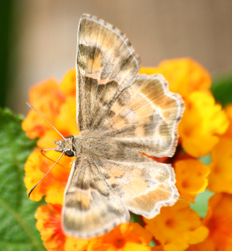 Arizona Powdered-Skipper