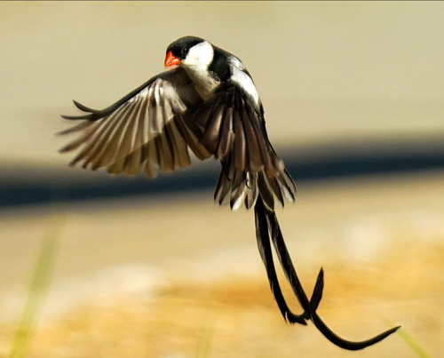 Pin-tailed Whydah