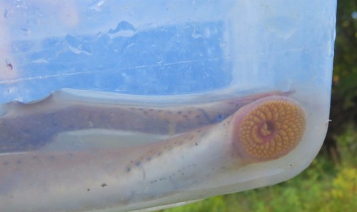 Ohio Lamprey
