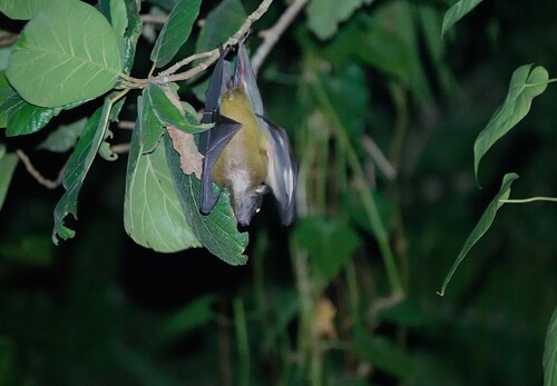 New Britain Naked-backed Fruit Bat (Dobsonia praedatrix) — Least Concern Mammalia
