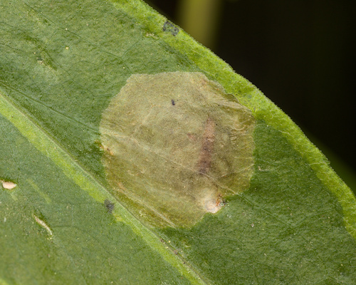 iNaturalist observation photo of Winged and Once-winged Insects