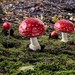 Amanita Mushrooms - Photo (c) palmo, all rights reserved, uploaded by palmo