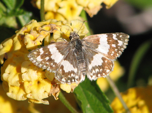 Erichson's White-Skipper