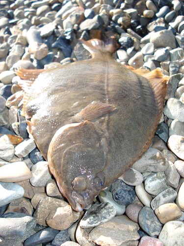 Arctic Flounder