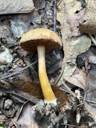 Наблюдение на iNaturalist
