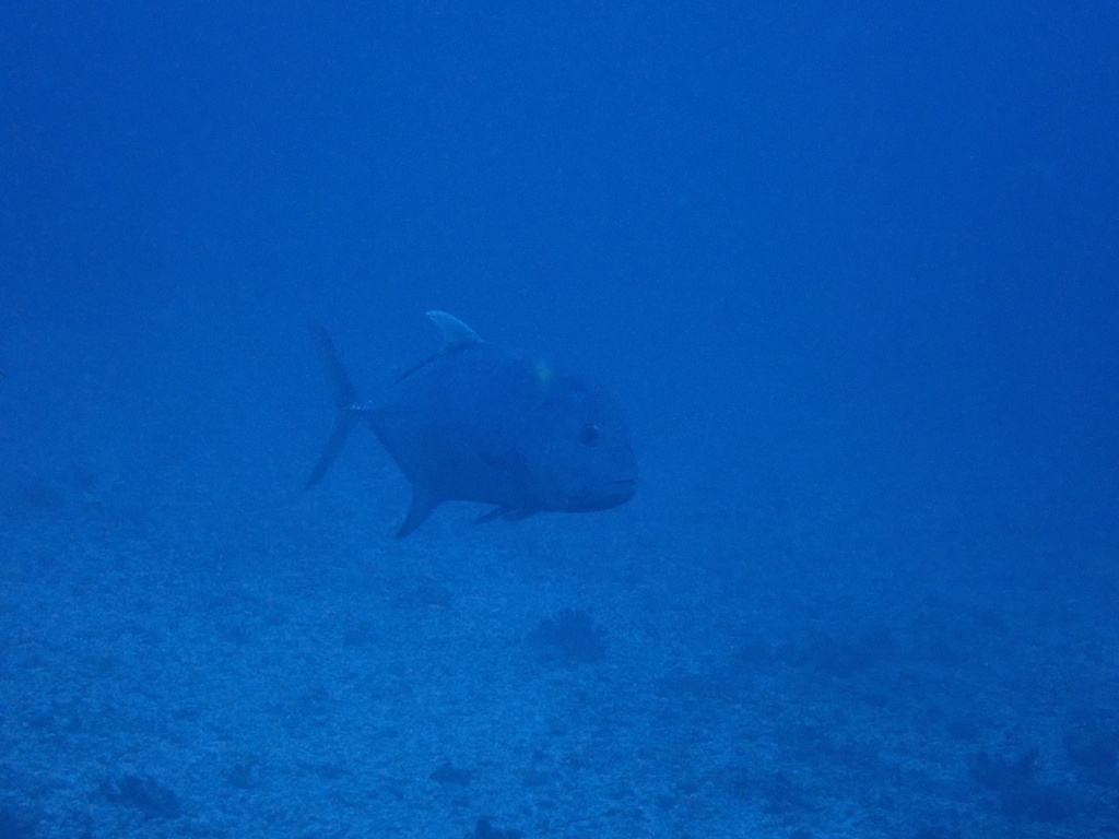 Giant Trevally