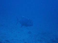 Giant Trevally