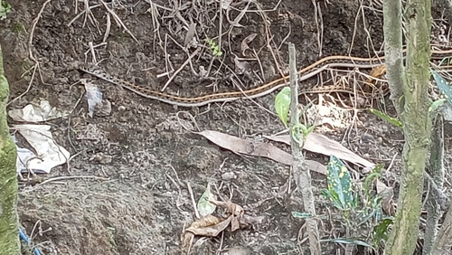 Buff Striped Keelback