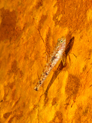 Pomatoschistus pictus