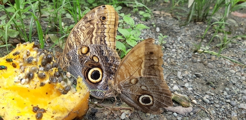 Pale Owl Caligo telamonius (C. & R. Felder, 1862)