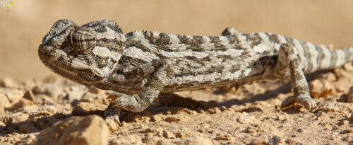 Common Chameleon