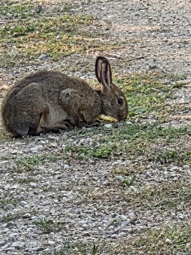 Snowshoe Hare