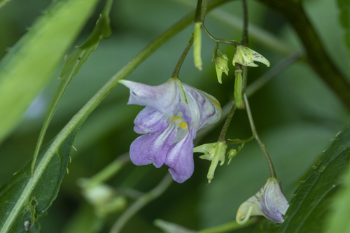 Impatiens stenosepala