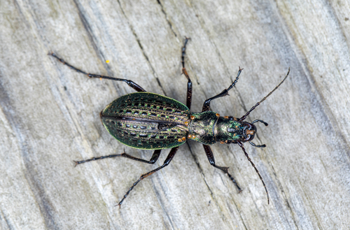 Carabus kitawakiellus