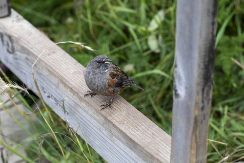 Alpine Accentor