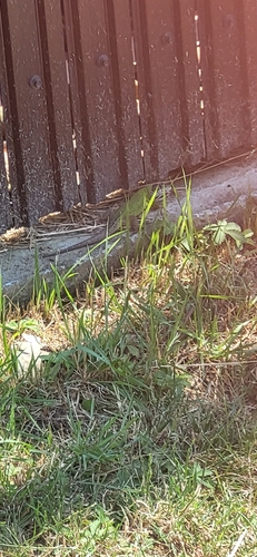 Green Lizard
