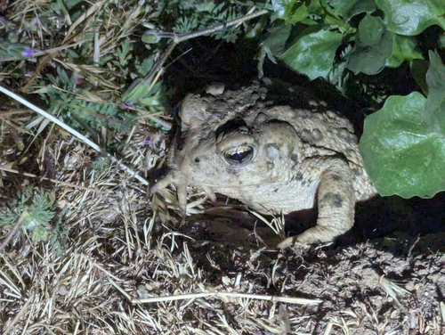 iNaturalist observation photo of Western Toad