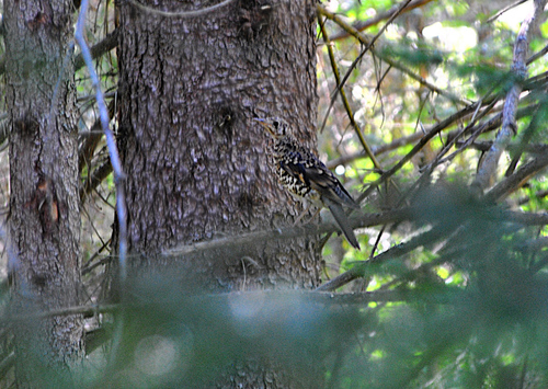 White's Thrush