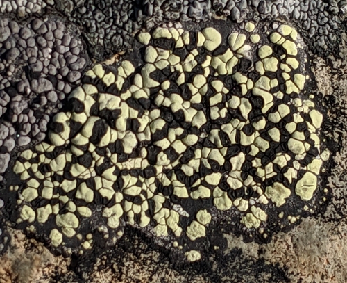 yellow map lichen