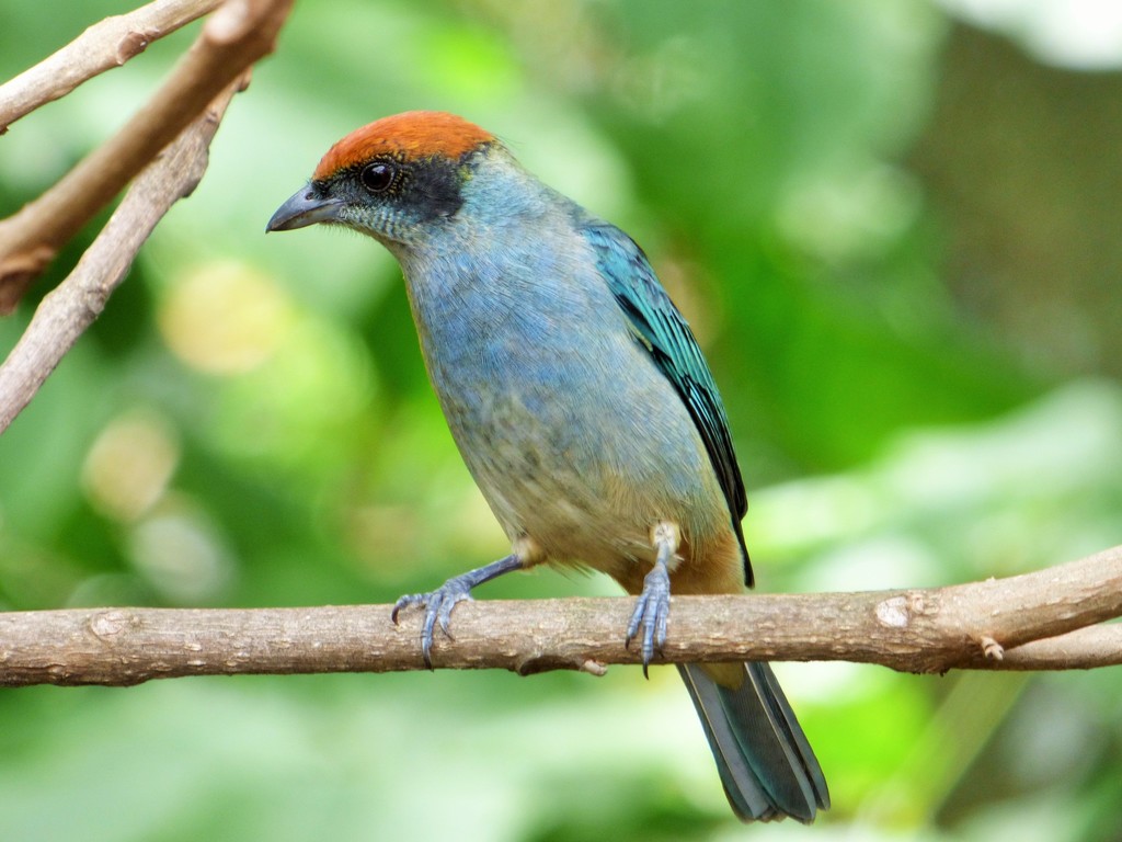 Scrub Tanager photo