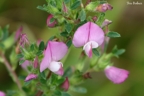 Ononis spinosa