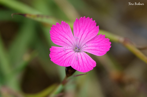 Dianthus carthusianorum