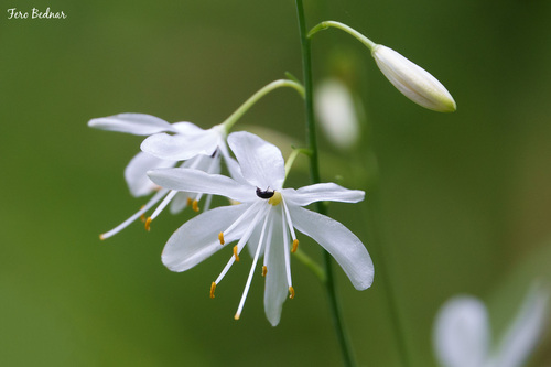 Anthericum ramosum