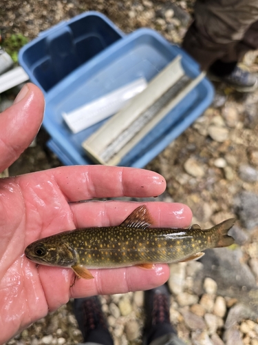 Brook × Bull Trout
