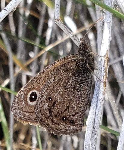 Small Wood-Nymph