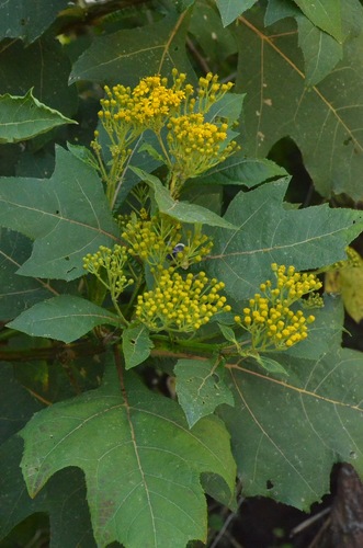 Verbesina fastigiata