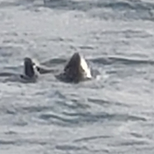 iNaturalist observation photo of sea otters