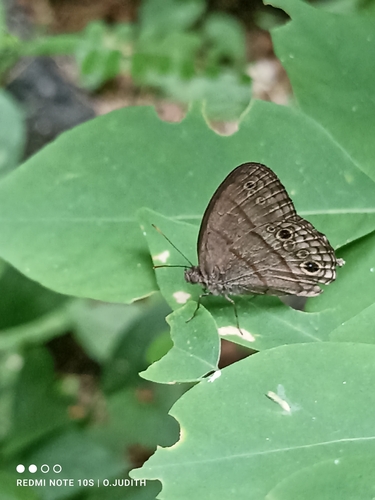 Two-pupil Satyr (Vareuptychia themis)