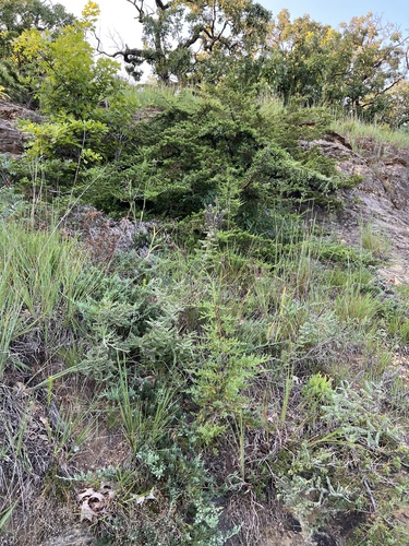 Juniperus × ambigens