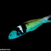 Caribbean Bluehead Wrasse - Photo (c) Tim Cameron, all rights reserved, uploaded by Tim Cameron