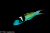 Caribbean Bluehead Wrasse - Photo (c) Tim Cameron, all rights reserved, uploaded by Tim Cameron