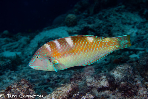 Puddingwife Wrasse
