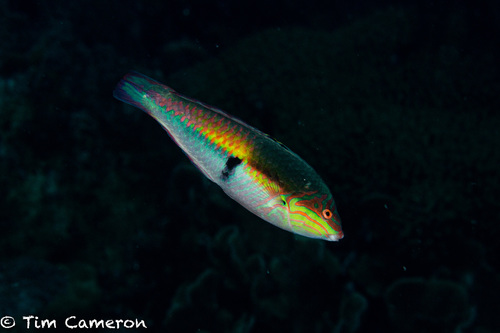 Clown Wrasse