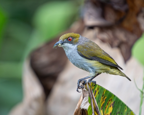 Olive-capped Flowerpecker