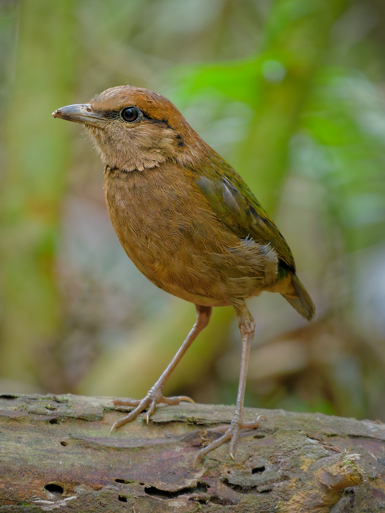 Rusty-naped Pitta photo