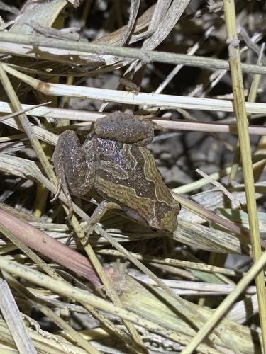 East Asian Ornate Chorus Frog