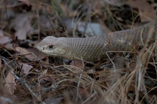 Mulga Snake sighting
