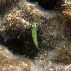 Ornate Wrasse