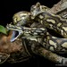 Carpet Pythons - Photo (c) Chien Lee, all rights reserved, uploaded by Chien Lee
