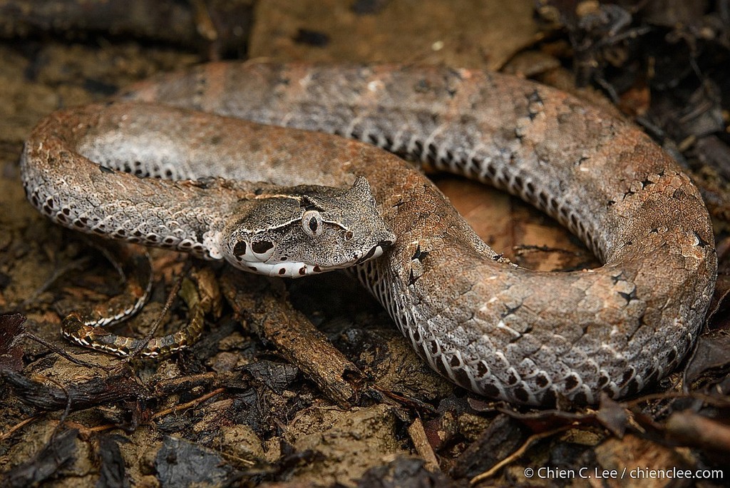 New Guinea Death Adder (Acanthophis laevis)