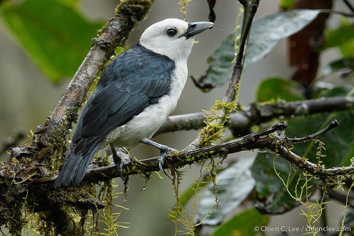 White-headed Vanga